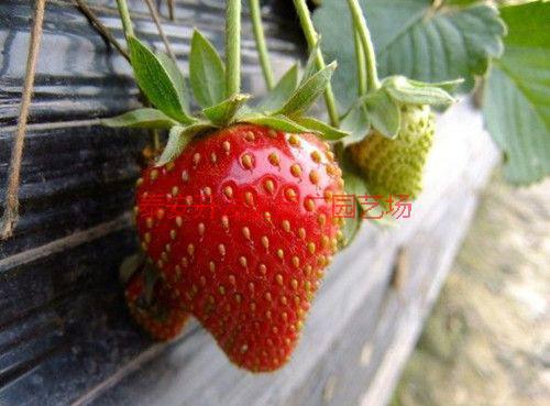 供应丰香草莓苗，丰香草莓苗价格，丰香草莓苗厂家，0.12元