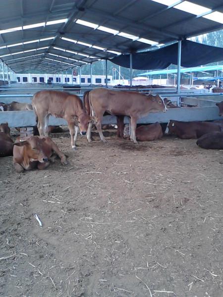 供应西安黄牛架子牛毛牛价格西安哪有养殖黄牛的图片