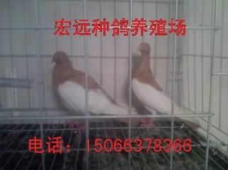 新疆种鸽养殖场批发