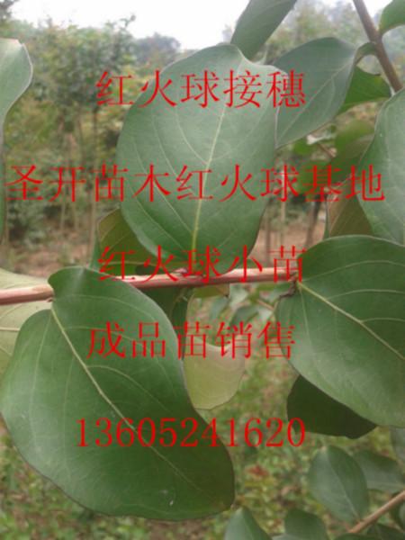 供应江苏2--10公分红火球紫薇基地价格销售图片
