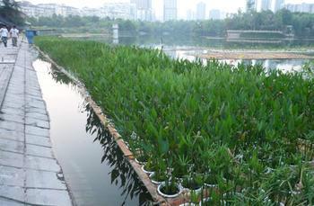 供应内蒙古浮岛种植15933731160，荷花种植，睡莲种植，芦苇苗