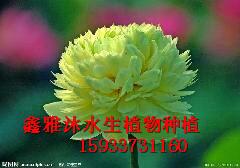 供应中国最大的睡莲供应商-安新县鑫雅沐水生植物种植专业合作社图片