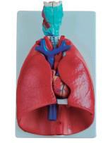 供应喉-心-肺模型YR-A1057