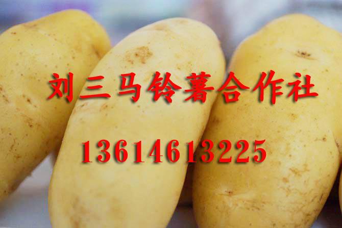 出售黑龙江土豆马铃薯批发批发
