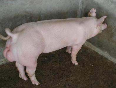 临沂市仔猪养殖场厂家供应仔猪养殖场-仔猪养殖报价-仔猪养殖基地