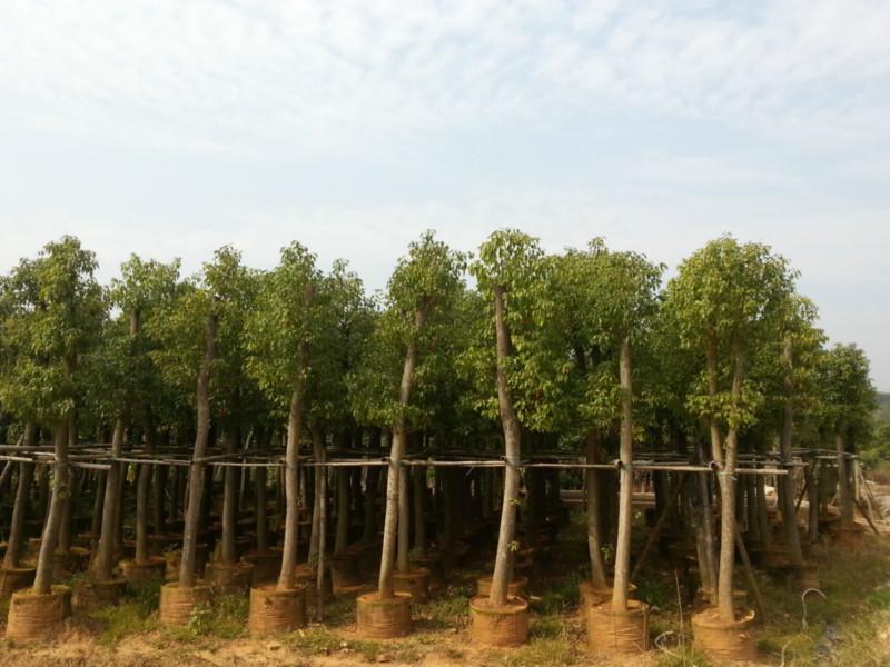 漳州市漳州香樟10分移植苗厂家