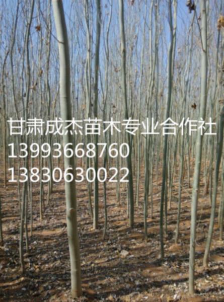供应新疆杨树苗木， 新疆杨树价格，新疆杨树基地图片