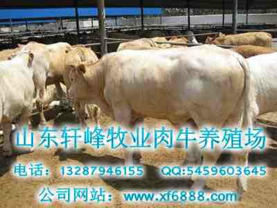 供应夏洛莱牛肉牛品种饲养及管理方法供销13287946155图片