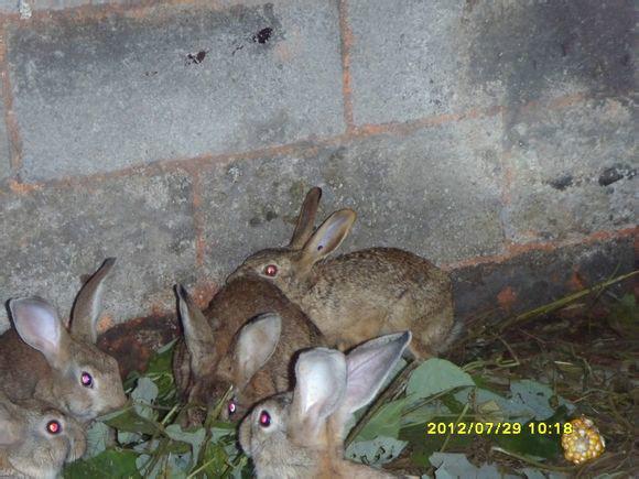 供应顺平县杂交野兔的价格，杂交野兔报价，杂交野兔的价格