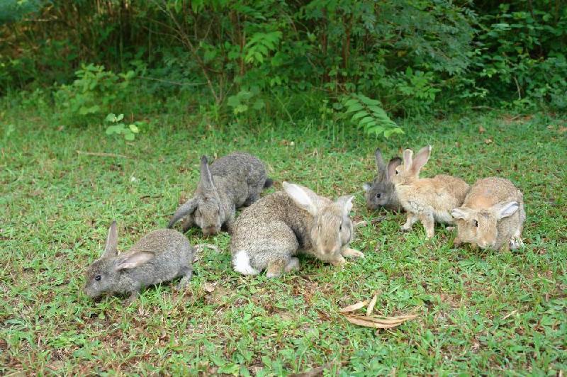 杂交野兔全自动养殖设备批发