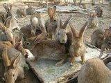 供应河北平顶山杂交野兔养殖场，杂交野兔多少钱，杂交野兔价钱