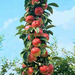 供应山东柱状苹果苗供货商、哪里有柱状苹果小苗、柱状苹果苗基地、苹果苗