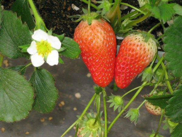供应江苏红颜草莓苗、盐城草莓苗、扬州草莓苗、镇江草莓苗、泰州草莓苗图片