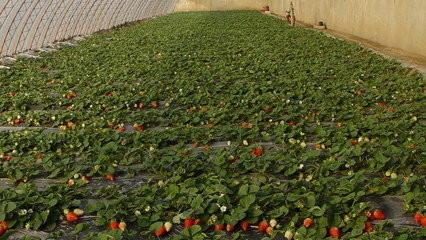 供应草莓苗种植以后管理技术、草莓苗、新品种草莓苗、优质草莓苗基地