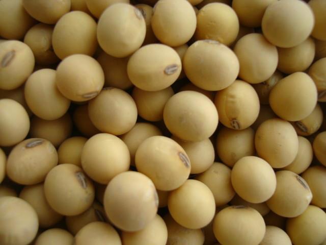 大豆种子供应黑龙江脱毒进口大豆批发