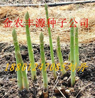 供应芦笋种子价格供应秋季芦笋种子厂家供应北京进口芦笋种子公司
