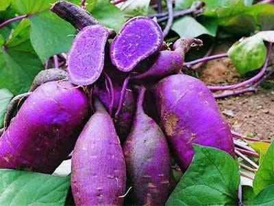 紫薯种子一级脱毒优质高产紫薯种子种苗价格供应批发