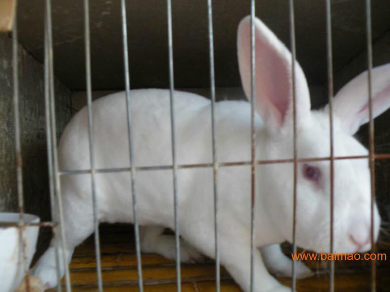 养殖獭兔肉兔专用紫优素长毛兔批发