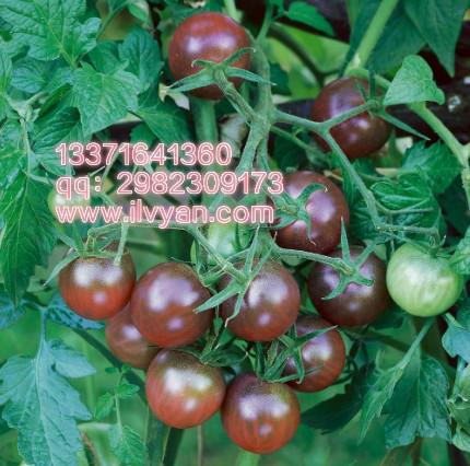 供应黑水晶番茄种子_黑番茄种子_进口黑番茄种子_最好黑番茄种子图片