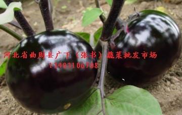 邯郸市茄子厂家供应：甘蓝、紫甘蓝、辣椒、青椒、白菜、菜花、茄子、西红柿、芹菜