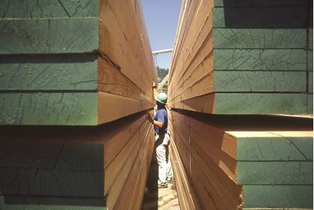供应上海木材进口清关代理木材进口