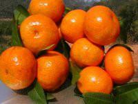 供应沙糖橘苗价格，沙糖橘批发，沙糖橘供应商