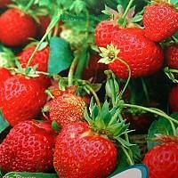 供应四季草莓亩产16000公斤草莓种苗批发亩栽培12000棵草莓新图片