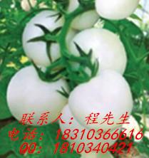 供应金玉白玉堂-白色番茄种子