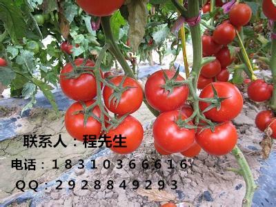 北京市进口番茄种子番茄种子批发厂家