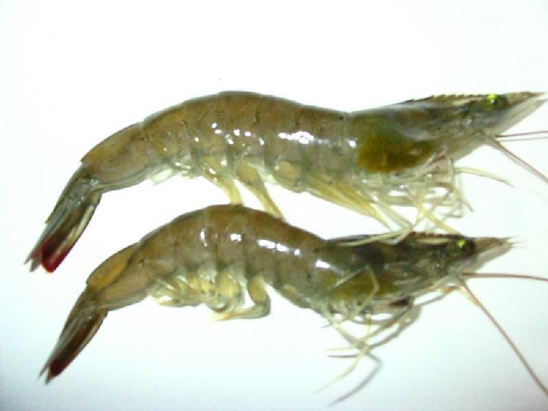 供应水产养殖虾鱼蟹鳖蛙龟贝类用EM菌液