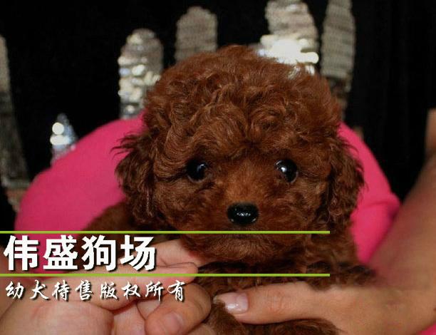 广州哪里有卖贵宾犬广州伟盛狗场