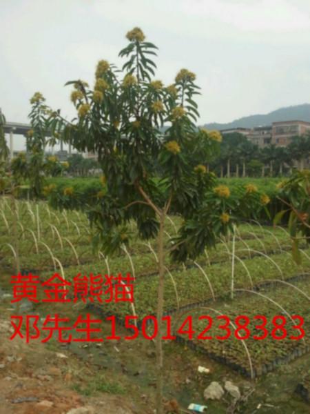 供应广东广州黄金熊猫报价，广东30公分高柚木价格，广州造林树苗