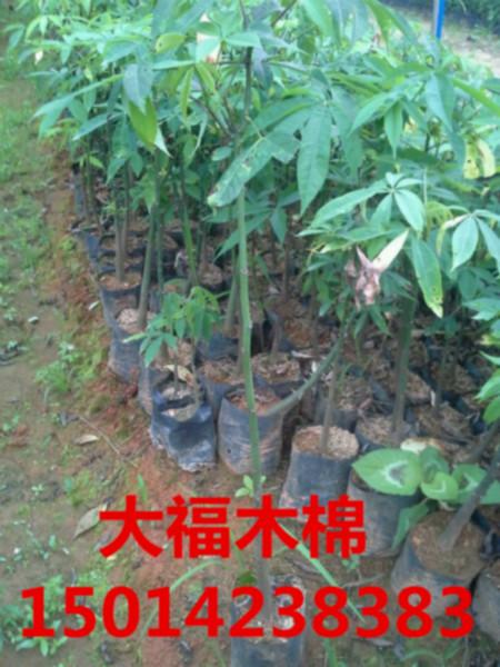 供应红花油茶供货商报价，广东30公分高红花油茶种苗，红花油茶小苗