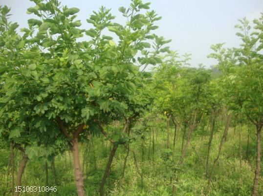 成都市四川黄花槐重庆黄花槐厂家