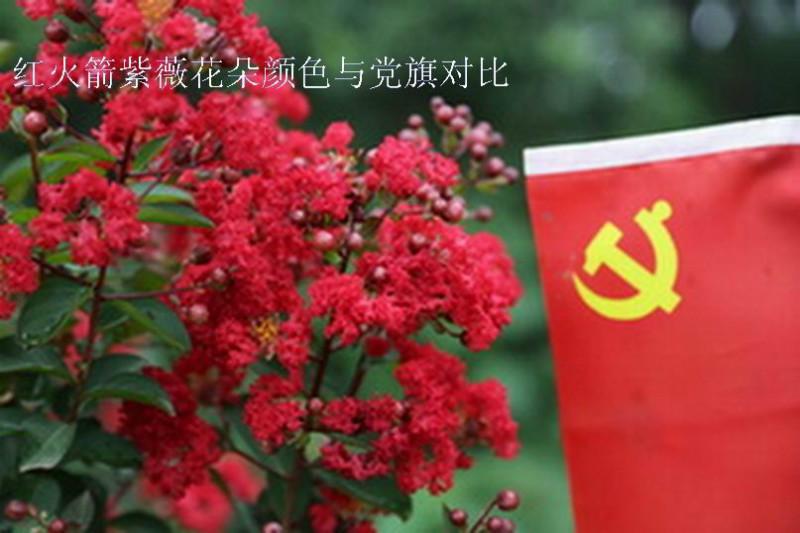 供应广东地区销售红火箭紫薇