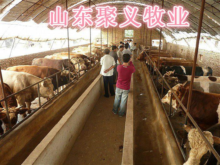 供应西门塔尔牛犊养殖前景肉牛价格西门塔尔养殖技术指导