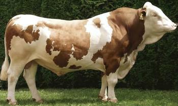 供应肉牛小牛犊价格肉牛养殖西门塔尔牛多少钱一头