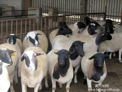杜泊羊养殖大全供应杜泊羊养殖大全怀孕羊 种羊 羊羔 120斤的多少钱