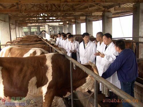 供应河北鲁西黄牛牛犊价格肉牛养殖技术指导