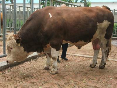 供应西门塔尔牛犊的价格肉牛价格西门塔尔牛养殖场
