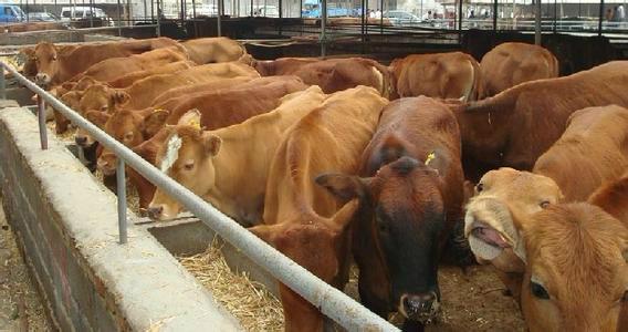 供应肉牛犊价格西门塔尔牛价格西门塔尔养殖场