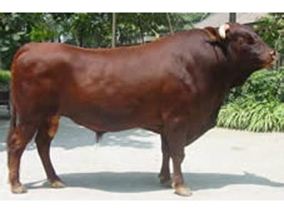供应鲁西黄牛种牛价格图片