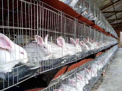 供应北京兔子养殖场,北京最大的兔子养殖场供应商(图)图片