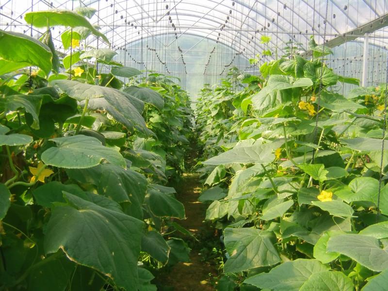 供应用于无土蔬菜种植|水培技术的广东黄瓜丝瓜无土栽培设备及营养液