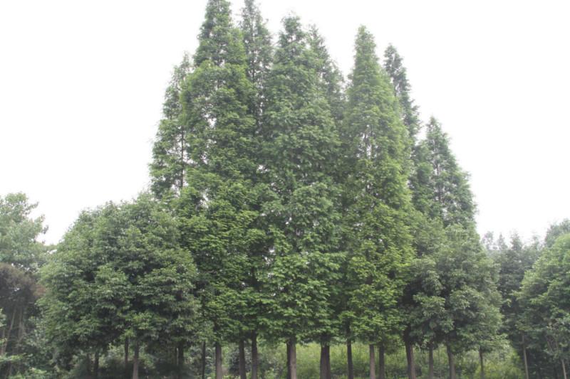 供应水杉工程苗14米径15公分