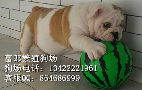 广州哪里有卖宠物狗 广州哪里有出售纯种英国斗牛犬 斗牛的价格多少