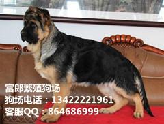 广州哪里有卖狼狗 纯种德国牧羊犬的价格多少 广州富郎狗场专业直销