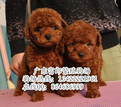 广州哪里有狗场 广州哪里有卖泰迪熊 广州泰迪熊的价格多少
