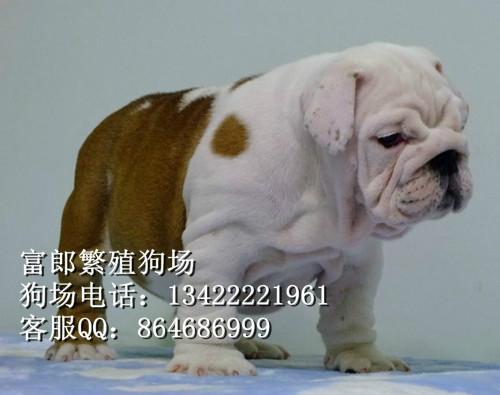广州哪里有专门卖斗牛的门店 广州英国斗牛犬卖多少钱一只 富郎狗场