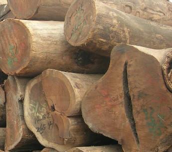 供应马达加斯加铁木豆进口报关公司